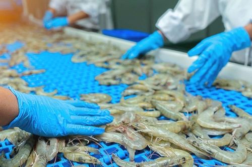 Vượt gió ngược, tiêu thụ tôm tháng 5 của Thực phẩm Sao Ta (FMC) tăng 53%