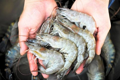 Xuất khẩu thủy sản phục hồi, các doanh nghiệp tôm đều ghi nhận kết quả kinh doanh tươi sáng