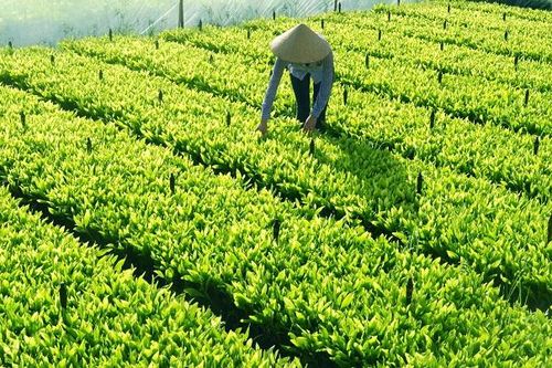 Mức hỗ trợ đầu tư cơ sở sản xuất giống cây trồng lâm nghiệp từ ngày 15/7/2024 như thế hào?