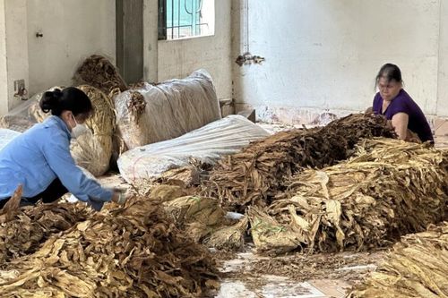 Hà Quảng tổng sản lượng lương thực có hạt ước đạt 21.276 tấn