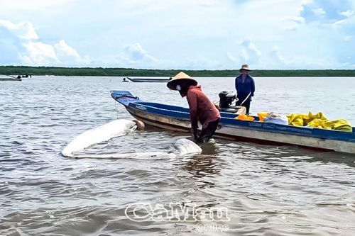 Nỗ lực ngăn chặn khai thác nghêu giống trái phép