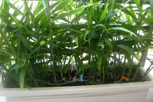 4 cây cảnh đẹp không chỉ lọc không khí mà còn là gia vị cần thiết, rất nên trồng trong nhà