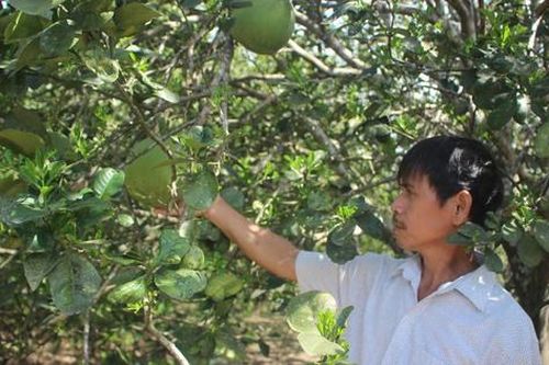 Cây đặc sản ở thôn mang tên Bác Hồ