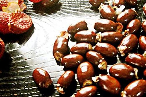 Hạt vải chữa bệnh gì?