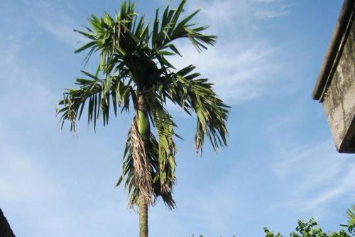 Lạy trời mưa xuống...