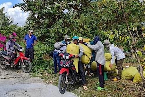 Cơ quan chức năng vào cuộc vụ thương lái mua lúa của dân rồi biệt tăm