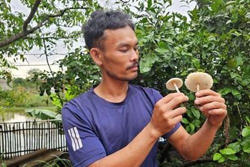 Thư về tòa soạn: Cảnh báo nguy cơ ngộ độc từ nấm tự nhiên