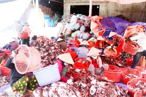 Ngư dân Quảng Ngãi trúng đậm mực xà, thu về hơn 250 tỷ đồng