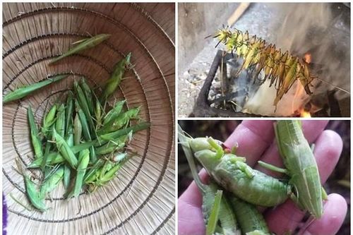 Loài côn trùng bay đầy đồng gần triệu đồng/kg khiến nhà giàu 'săn lùng'