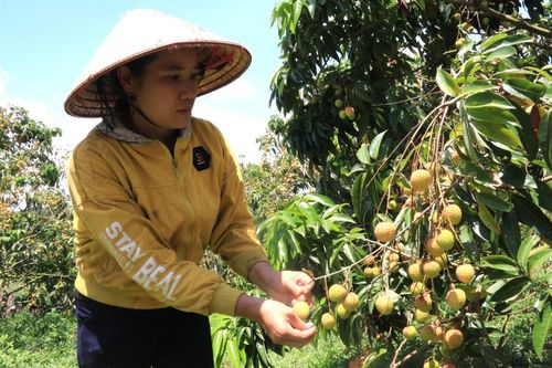 Mùa vải buồn của người dân Đắk Lắk
