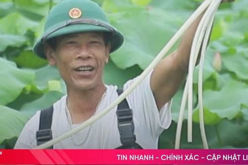 Cận cảnh thu hoạch ngó sen ở ven đô thành phố Hà Tĩnh