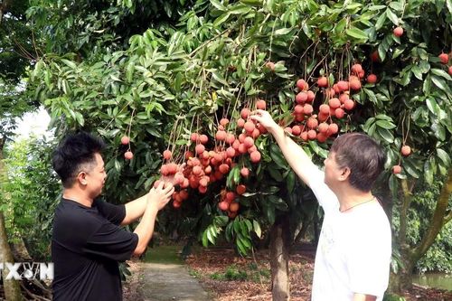 Nỗ lực xây dựng và phát triển thương hiệu cho quả vải Hưng Yên