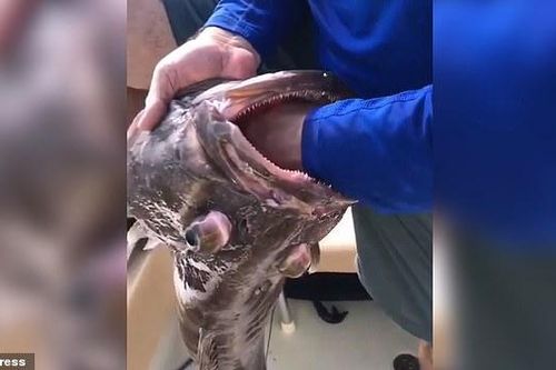Ngư dân sốc nặng khi lôi ra thứ mắc trong miệng con cá vừa bắt được