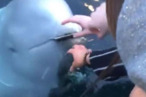 Clip: Hy hữu chưa từng có, cô gái được cá voi beluga đem trả chiếc điện thoại đánh rơi dưới đáy biển