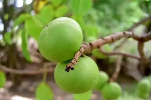 Cây nguy hiểm nhất thế giới không thể chạm vào: Chặt hay đốt đều trúng độc, các nhà khoa học cũng 'bó tay'