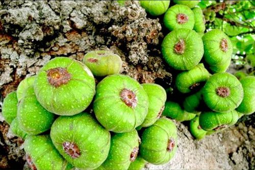 Loại quả xưa chín rụng đầy không ai ăn, giờ thành đặc sản nổi tiếng khắp nơi, 90.000 đồng/kg