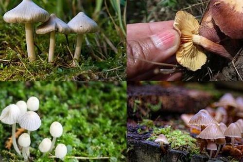 'Nấm thần' từng gây ngộ độc cho 3 người ở Lào Cai nguy hiểm như thế nào?