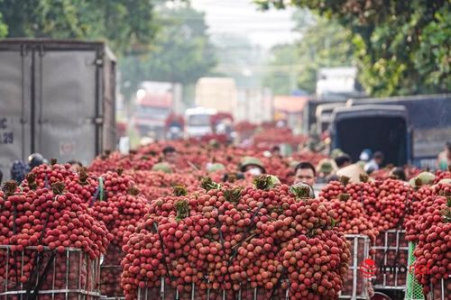 Trung Quốc đã mua hơn 9.000 tấn vải thiều Bắc Giang với giá cao