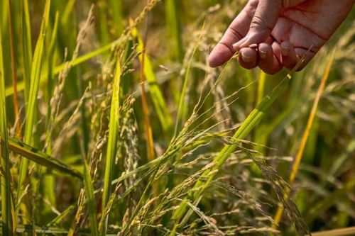 Cơ hội lớn cho gạo Việt Nam khi Philippines giảm mạnh thuế nhập khẩu