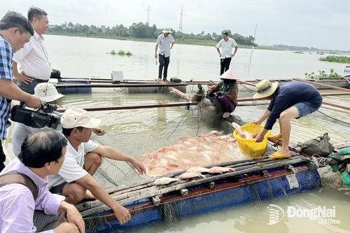 Vận động hộ nuôi cá bè của huyện Định Quán di dời đến vùng nuôi an toàn