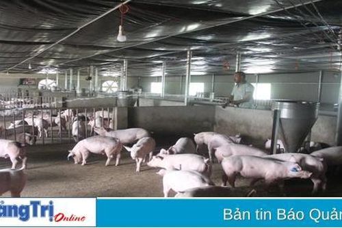 Chấp thuận chủ trương đầu tư trang trại chăn nuôi lợn nái công nghệ cao với mức vốn 135 tỉ đồng