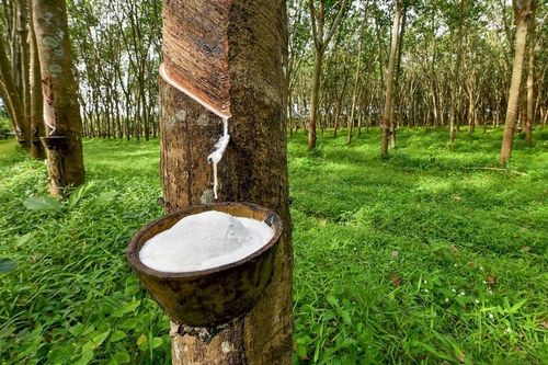 Giá cao su lên cao nhất 2 năm, lợi nhuận của Cao su Đồng Phú (DPR) dự kiến tăng 14%