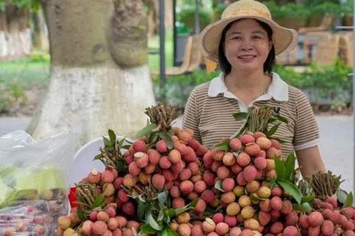 Mùa thu hoạch vải chín sớm Phù Cừ