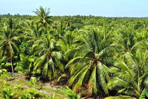 Bến Tre: Châu Thành phấn đấu đưa du lịch trở thành ngành kinh tế, phát triển bền vững