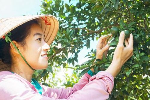 Muôn cách làm giàu 'độc lạ', kiếm tiền tỷ từ cây có múi ở Bình Dương