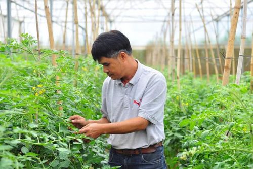 HTX tác động ra sao trước quy định hữu cơ mới của EU?