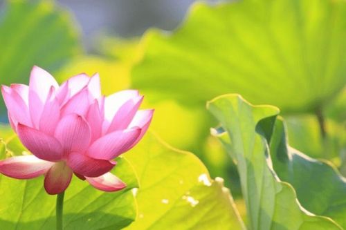 Công dụng của giới đức