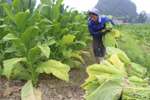 Hòa An tổng sản lượng lương thực có hạt vụ đông xuân ước đạt 14.599 tấn