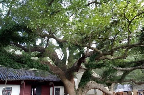 Loài cây độc nhất vô nhị trên thế giới, suýt bị tuyệt chủng ở Trung Quốc