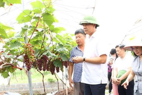 Thường Tín: Nhiều mô hình nông nghiệp hiệu quả
