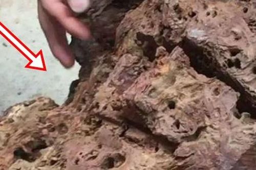 Tìm thấy cây gỗ được định giá 30 tỷ đồng: Ai nấy đều tiếc nuối khi biết báu vật từng bị… vứt trong kho