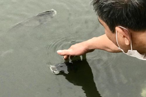 Cá nổi hàng loạt ở hồ Hoàng Cầu
