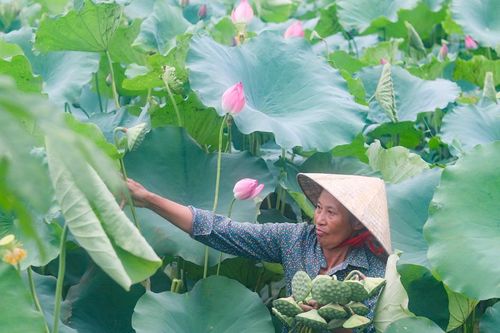 Hoa sen nở rộ bên trong tòa thành cổ