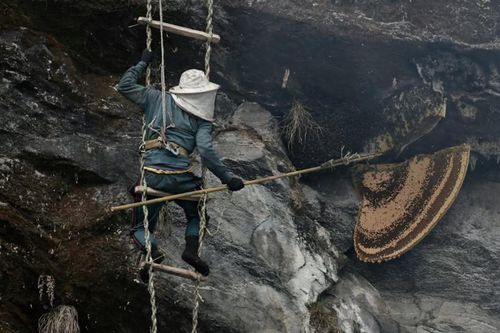 Nghề săn mật ong truyền thống ở Nepal