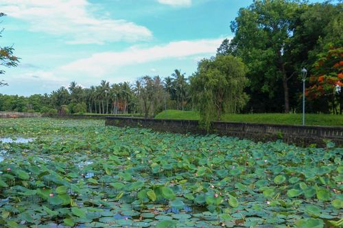 Phượng vĩ, hoa sen nở rộ 'tô thắm' thêm cảnh quan Thành cổ Quảng Trị