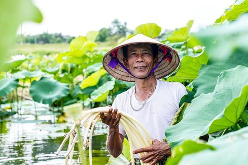 Nông dân Hà Tĩnh dầm mình dưới bùn thu hoạch ngó sen