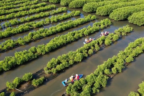 Giữ rừng ngập mặn tạo sinh kế bền vững