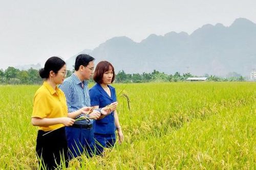 Hà Nội nâng cao giá trị cây lúa