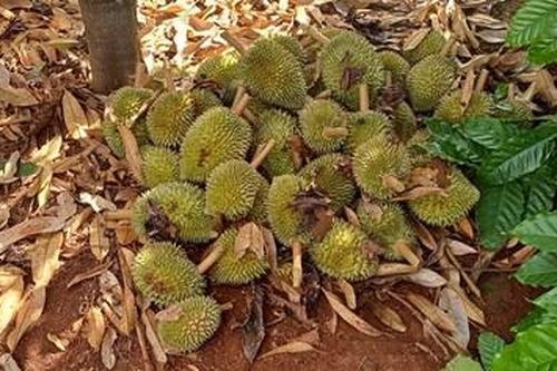 Thư về tòa soạn: Nơm nớp nỗi lo cây trồng bị phá hoại