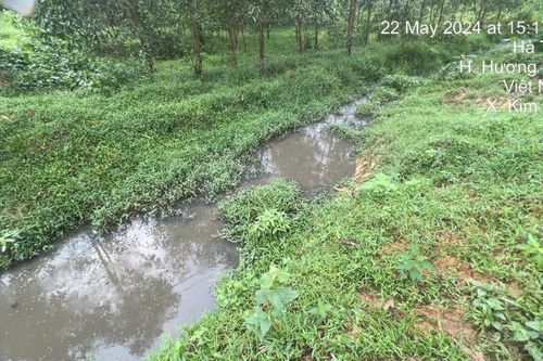 Hàng chục hộ dân bị 'tra tấn' vì trại lợn không phép xả thải trực tiếp ra môi trường