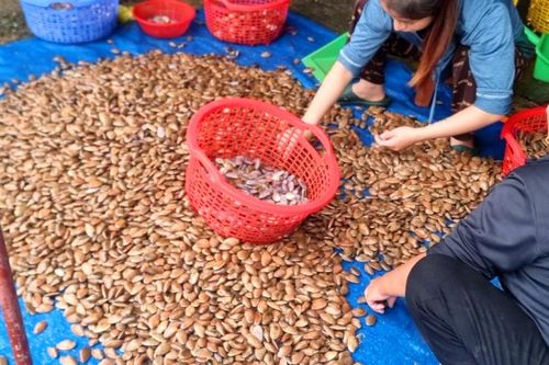 Ngư dân Hà Tĩnh trúng đậm sò lụa biển