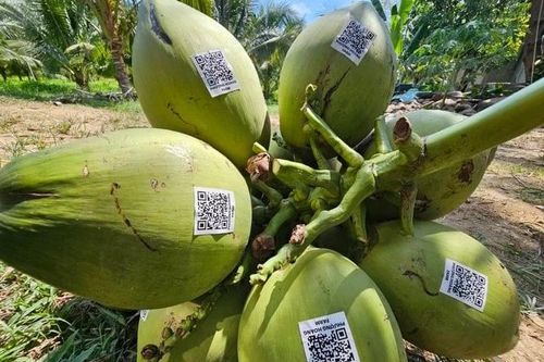Dừa Việt Nam sang Trung Quốc, cá tầm Trung Quốc vào Việt Nam