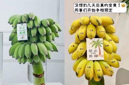 Cắm buồng chuối để 'chữa lành', thú vui mới của giới trẻ