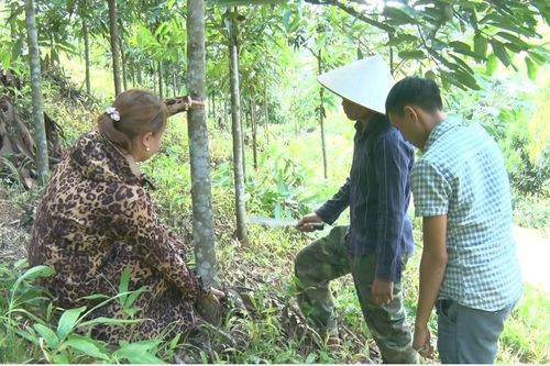 Kỳ vọng thoát nghèo ở Mường Nhé từ việc trồng quế
