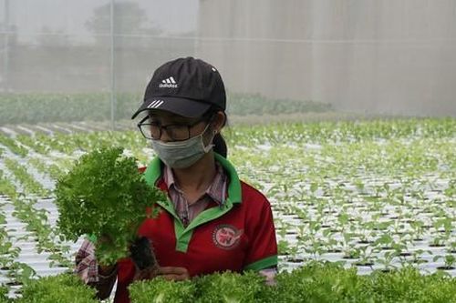 Lo ngộ độc thực phẩm, nhiều người 'trồng rau nuôi cá' tại nhà