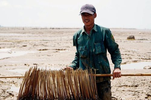 Tuyệt chiêu lướt ván trên bùn lầy, bắt con cá biết leo cây ở Thanh Hóa